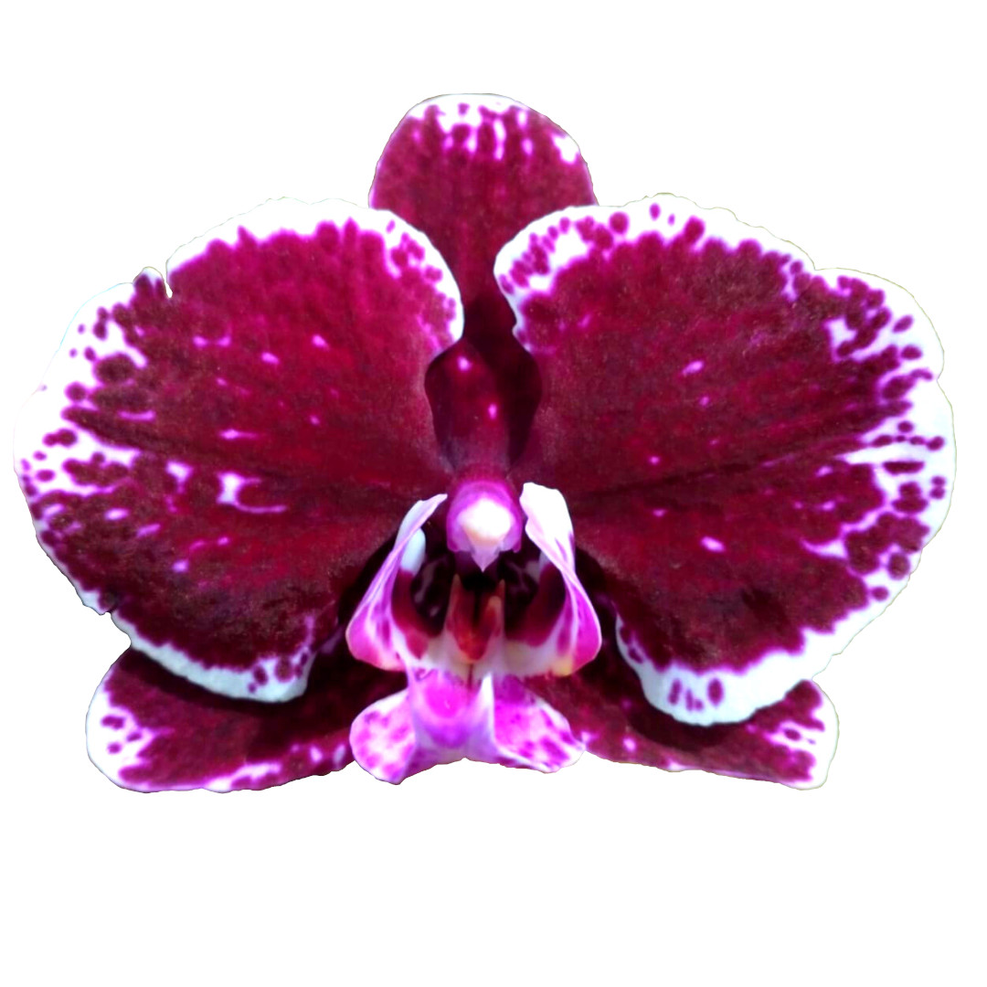 Phalaenopsis CG11002 - casgenbiotecnologia.com