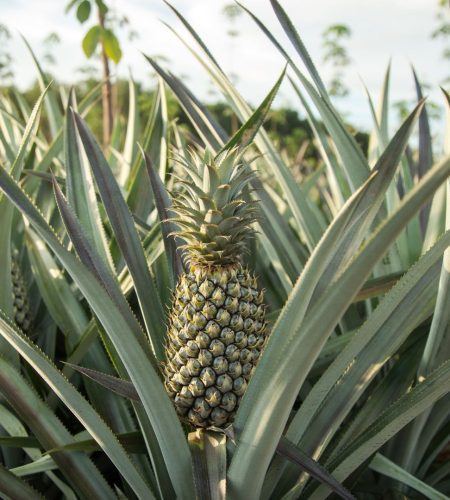 Clonagem de frutíferas